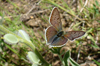 Bruine vuurvlinder 3 - Lycaena tityrus